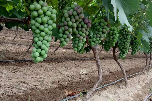 葡萄種植中常見的兩種水肥一體化灌溉方式